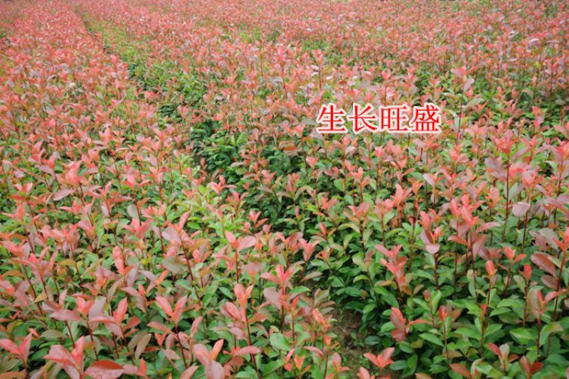 优质红叶石楠各种规格绿化苗木四季常青绿化基地
