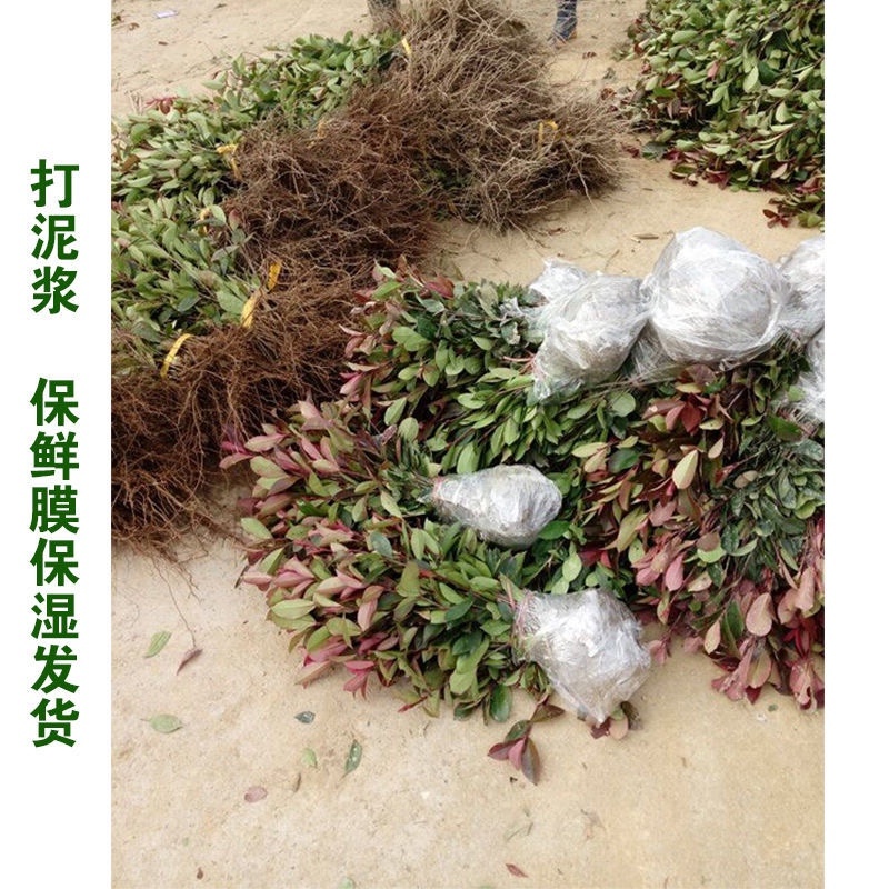 优质红叶石楠各种规格绿化苗木四季常青绿化基地