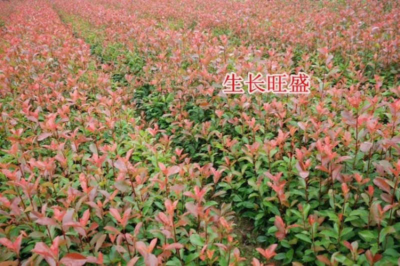 优质红叶石楠各种规格绿化苗木四季常青绿化基地