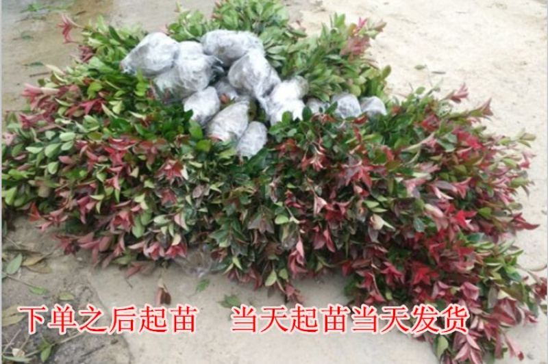 优质红叶石楠各种规格绿化苗木四季常青绿化基地