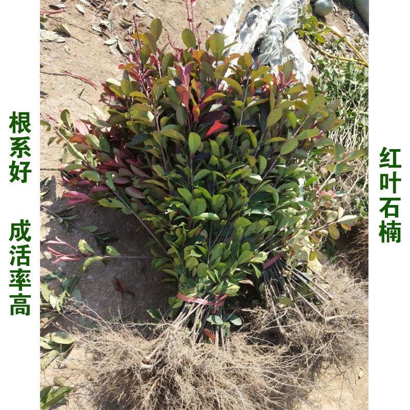 优质红叶石楠各种规格绿化苗木四季常青绿化基地