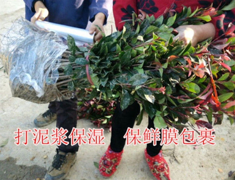 优质红叶石楠各种规格绿化苗木四季常青绿化基地