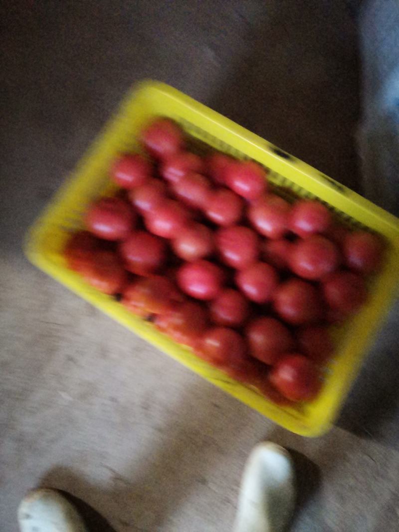大量精品西红柿上市了。有需要的联系我。质优价廉。