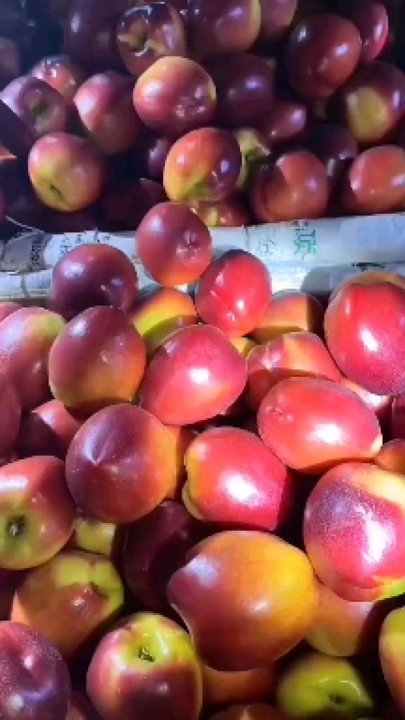 大棚油桃大量上市中