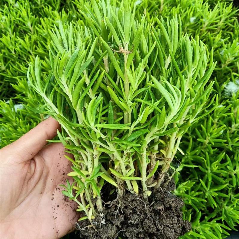 黄金佛甲草盆栽多年生地被植物四季常绿耐旱耐寒庭院工程绿化