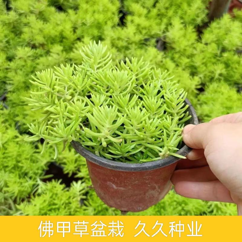 黄金佛甲草盆栽多年生地被植物四季常绿耐旱耐寒庭院工程绿化