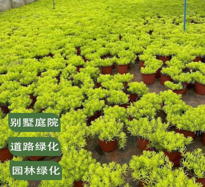 黄金佛甲草盆栽多年生地被植物四季常绿耐旱耐寒庭院工程绿化