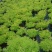 黄金佛甲草盆栽多年生地被植物四季常绿耐旱耐寒庭院工程绿化
