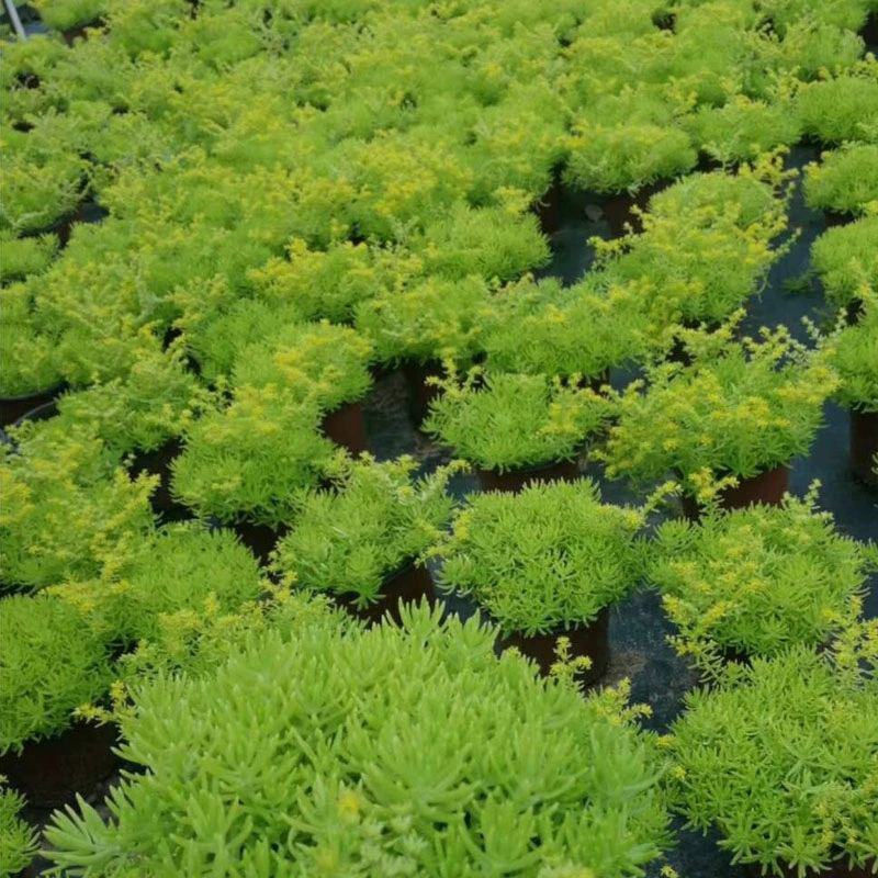 黄金佛甲草盆栽多年生地被植物四季常绿耐旱耐寒庭院工程绿化