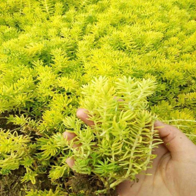 黄金佛甲草盆栽多年生地被植物四季常绿耐旱耐寒庭院工程绿化