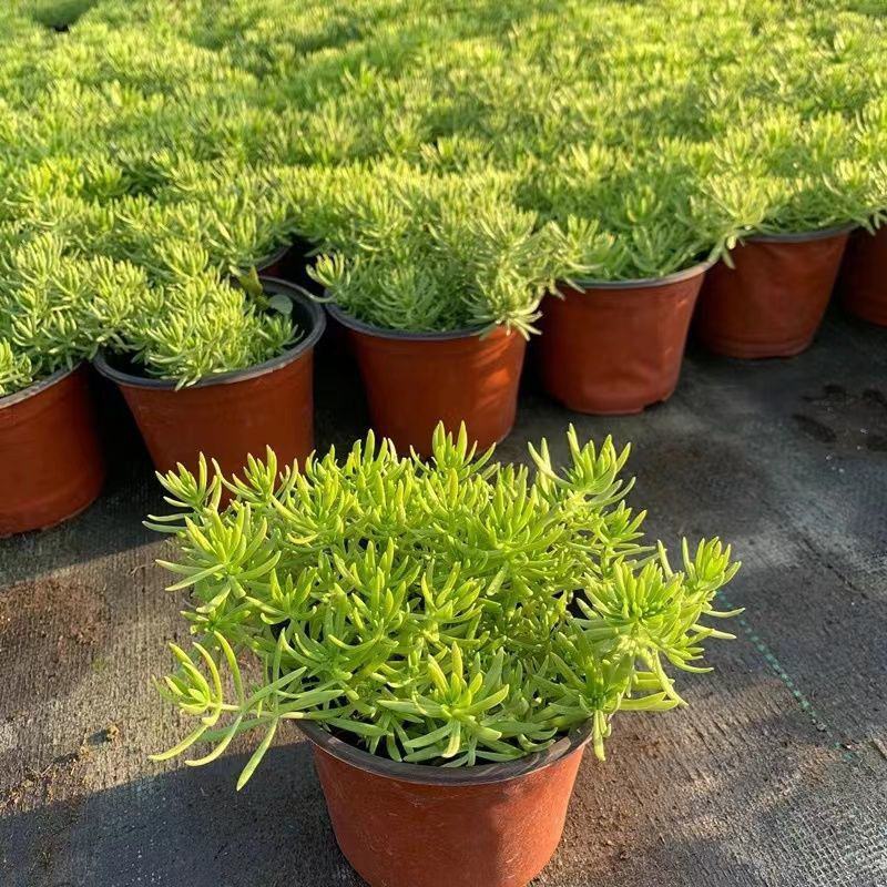 黄金佛甲草盆栽多年生地被植物四季常绿耐旱耐寒庭院工程绿化