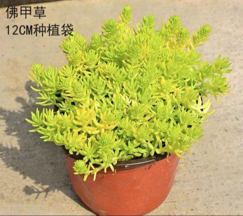 黄金佛甲草盆栽多年生地被植物四季常绿耐旱耐寒庭院工程绿化