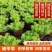 黄金佛甲草盆栽多年生地被植物四季常绿耐旱耐寒庭院工程绿化