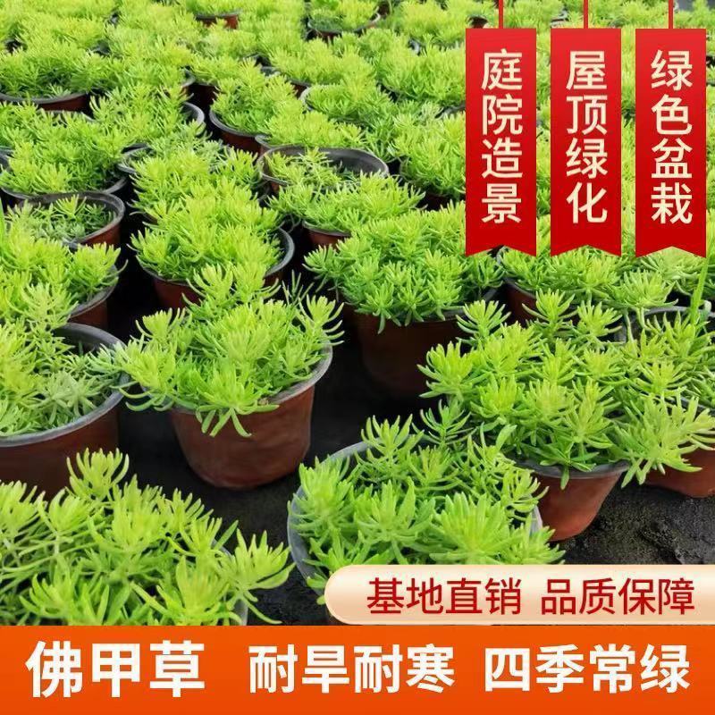 黄金佛甲草盆栽多年生地被植物四季常绿耐旱耐寒庭院工程绿化