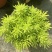 黄金佛甲草盆栽多年生地被植物四季常绿耐旱耐寒庭院工程绿化