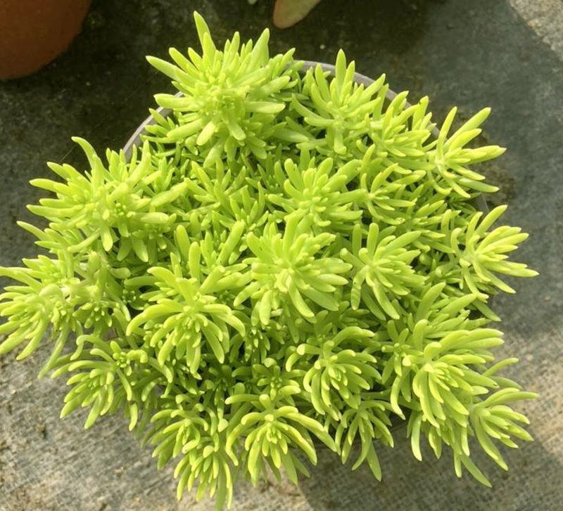 黄金佛甲草盆栽多年生地被植物四季常绿耐旱耐寒庭院工程绿化