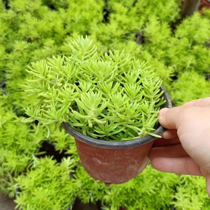 黄金佛甲草盆栽多年生地被植物四季常绿耐旱耐寒庭院工程绿化