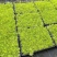 黄金佛甲草盆栽多年生地被植物四季常绿耐旱耐寒庭院工程绿化