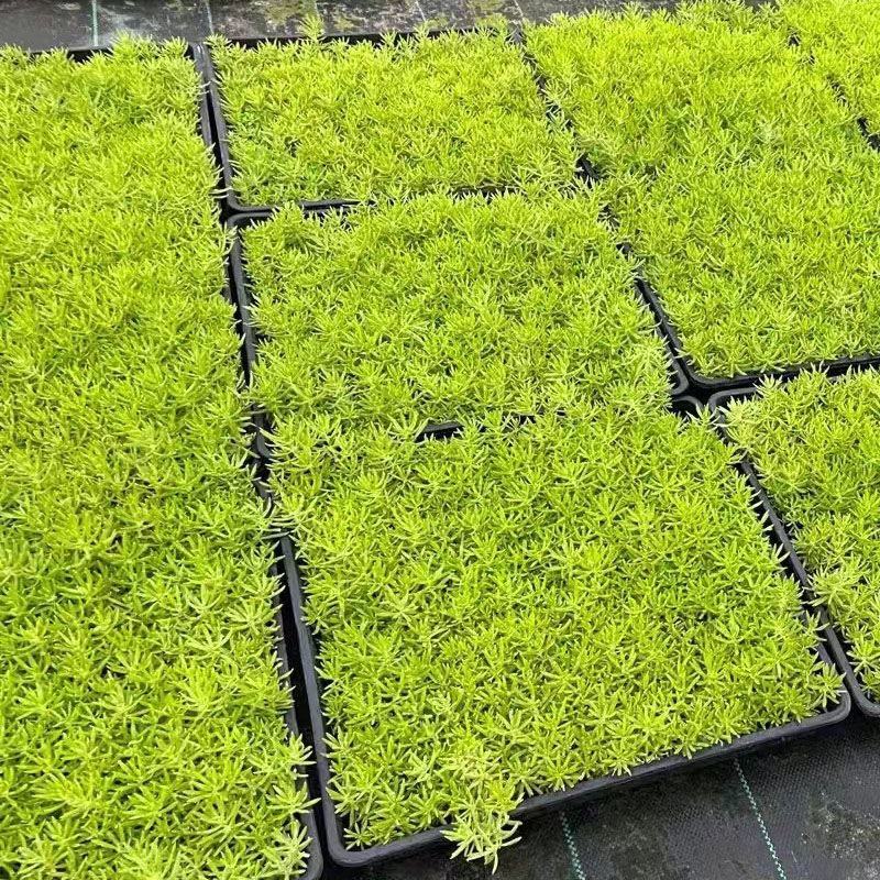 黄金佛甲草盆栽多年生地被植物四季常绿耐旱耐寒庭院工程绿化