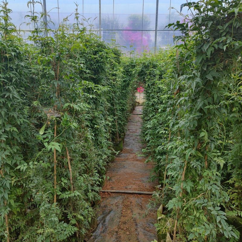 素馨花