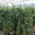 素馨花
