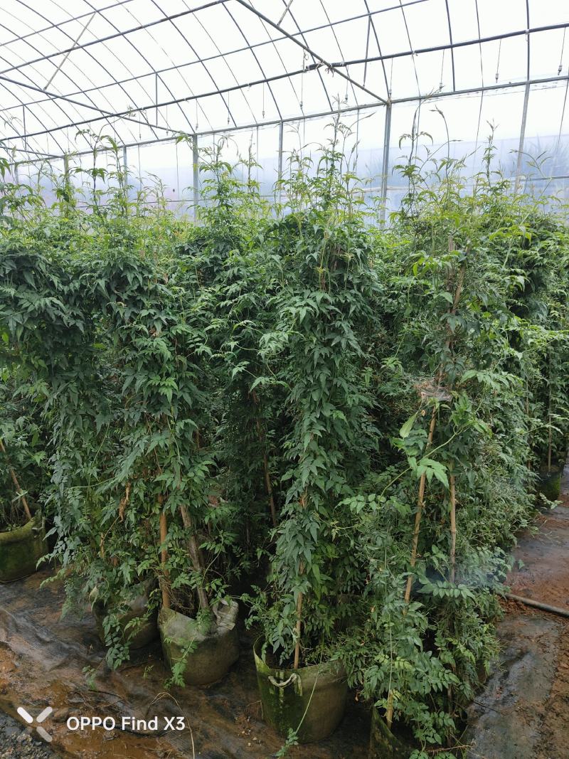素馨花