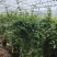 素馨花