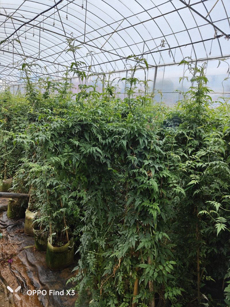 素馨花