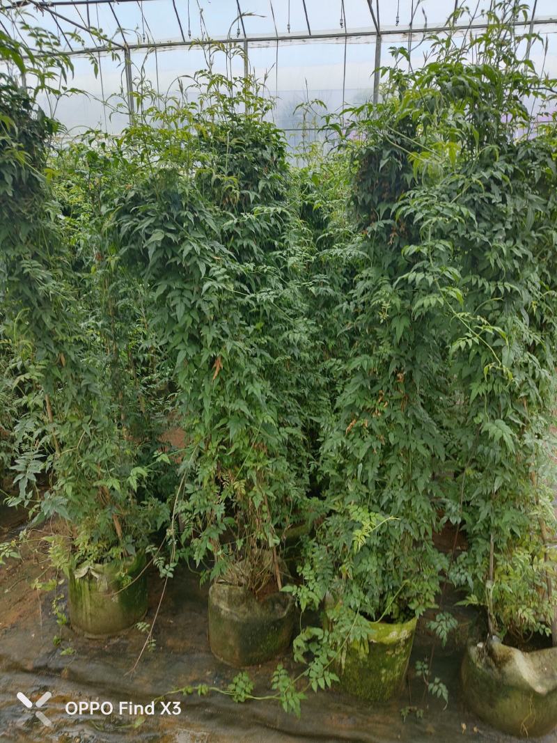素馨花