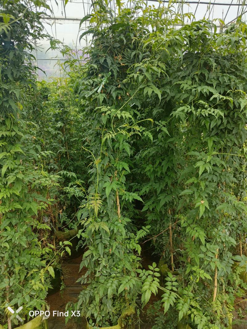 素馨花