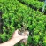 米兰花盆栽室内外客厅阳台植物四季常青芳香四溢净化空气驱蚊