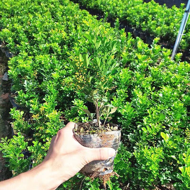 米兰花盆栽室内外客厅阳台植物四季常青芳香四溢净化空气驱蚊