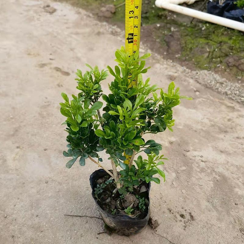 米兰花盆栽室内外客厅阳台植物四季常青芳香四溢净化空气驱蚊