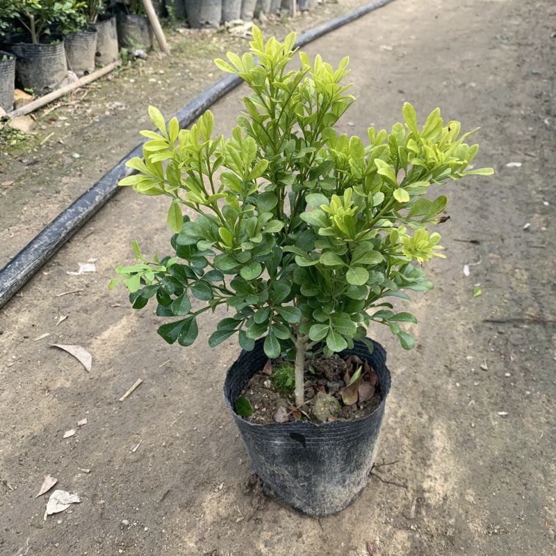 米兰花盆栽室内外客厅阳台植物四季常青芳香四溢净化空气驱蚊