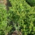 米兰花盆栽室内外客厅阳台植物四季常青芳香四溢净化空气驱蚊