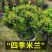 米兰花盆栽室内外客厅阳台植物四季常青芳香四溢净化空气驱蚊
