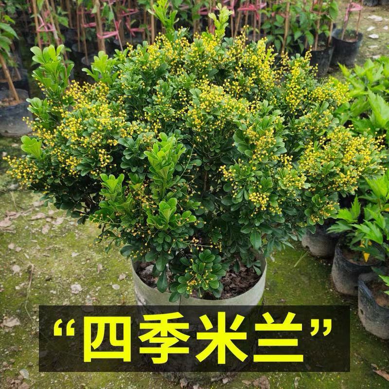 米兰花盆栽室内外客厅阳台植物四季常青芳香四溢净化空气驱蚊