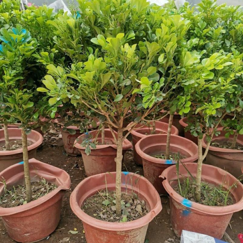 米兰花盆栽室内外客厅阳台植物四季常青芳香四溢净化空气驱蚊