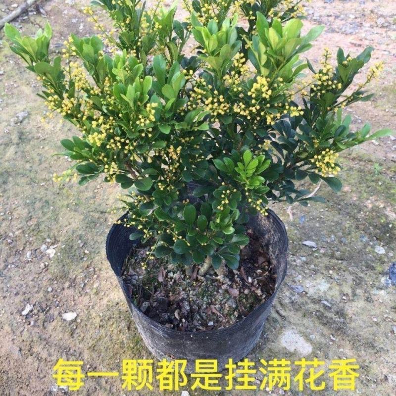 米兰花盆栽室内外客厅阳台植物四季常青芳香四溢净化空气驱蚊