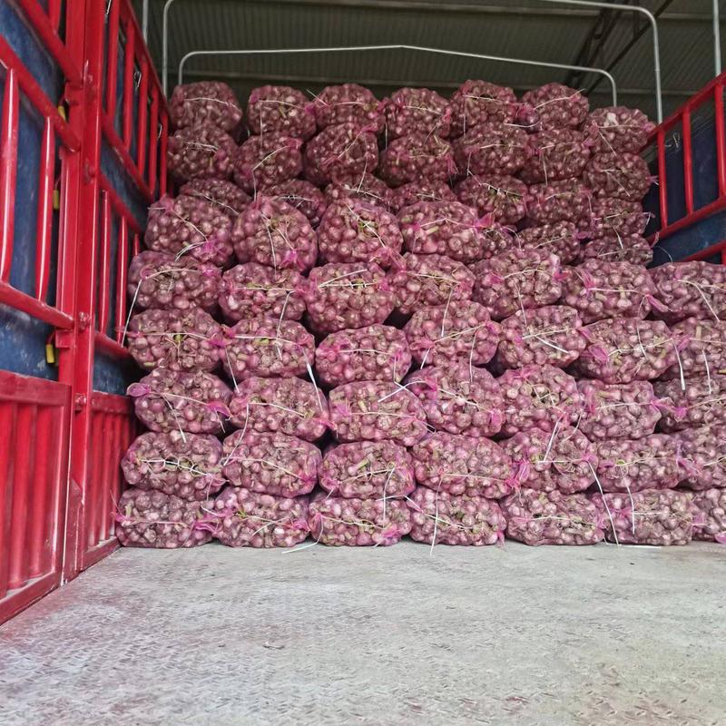 精品紫皮鲜大蒜大量上市了，50以上，把子蒜，货源充足，