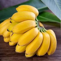 广西小米蕉新鲜应季水果，农家自种小米蕉
