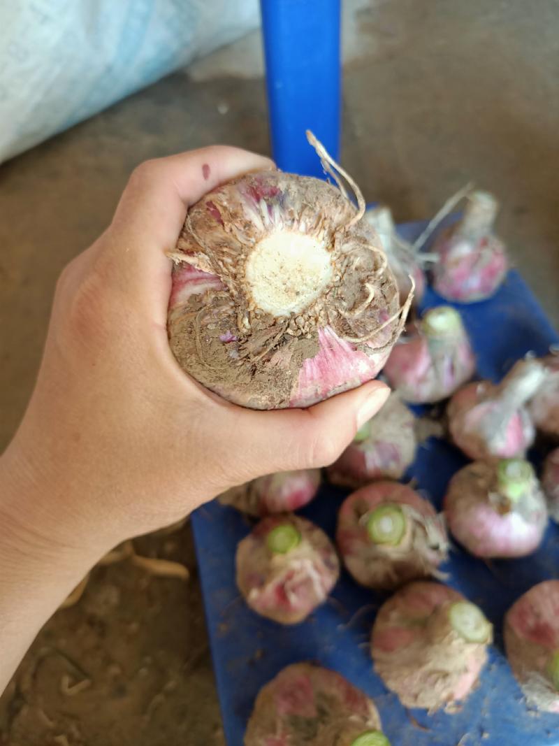 精品紫皮鲜大蒜大量上市了，50以上，把子蒜，货源充足，