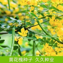 黄花槐种子园林绿化固土护坡多年生耐寒植物花期长行道树林木