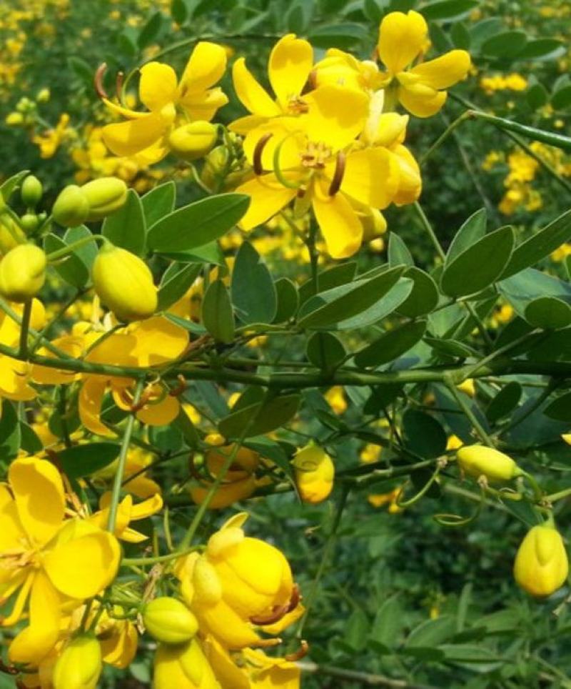 黄花槐种子园林绿化固土护坡多年生耐寒植物花期长行道树林木