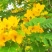 黄花槐种子园林绿化固土护坡多年生耐寒植物花期长行道树林木