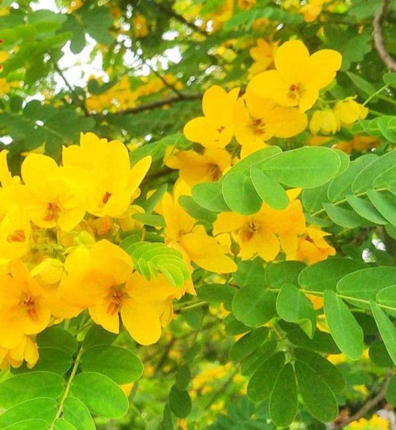 黄花槐种子园林绿化固土护坡多年生耐寒植物花期长行道树林木