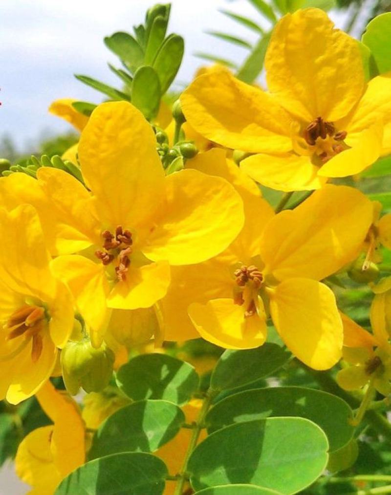 黄花槐种子园林绿化固土护坡多年生耐寒植物花期长行道树林木