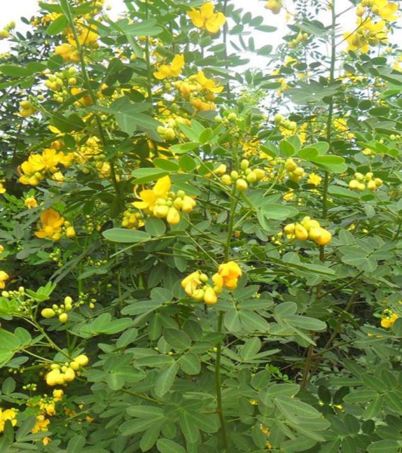 黄花槐种子园林绿化固土护坡多年生耐寒植物花期长行道树林木