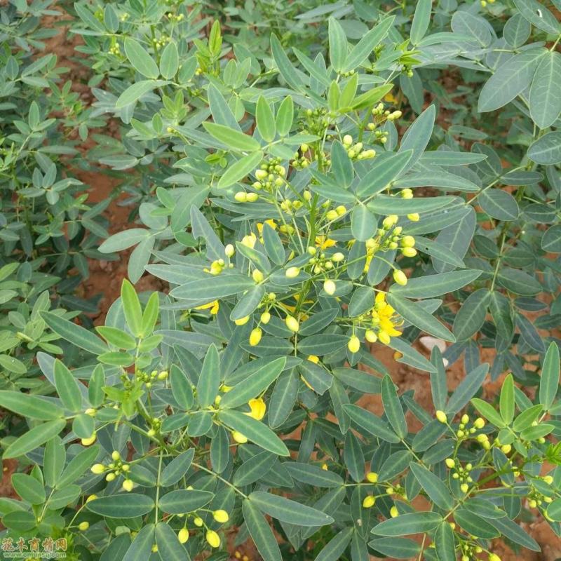 黄花槐种子园林绿化固土护坡多年生耐寒植物花期长行道树林木