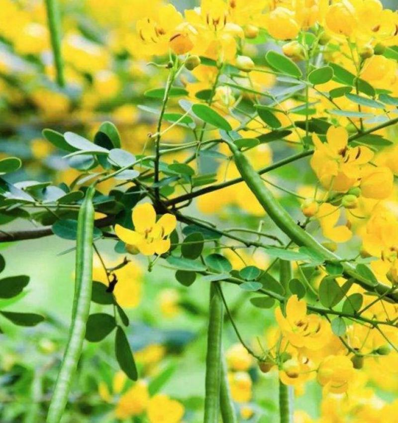 黄花槐种子园林绿化固土护坡多年生耐寒植物花期长行道树林木